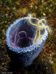 Cup 'O' brittle star. by Toby Lynch 
